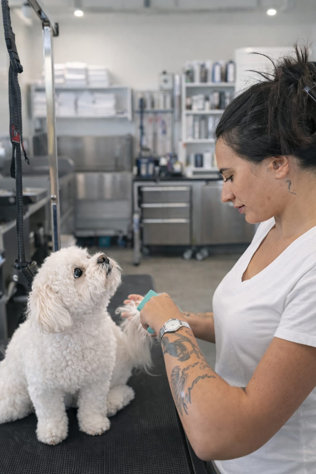 A small dog receiving a mini groom — bath and nail trim at Tūi & Chief